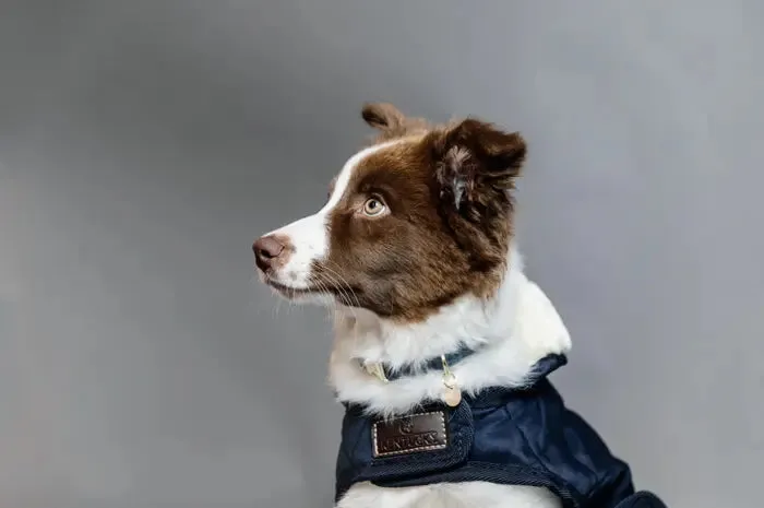 Kentucky Dog Coat Original Navy